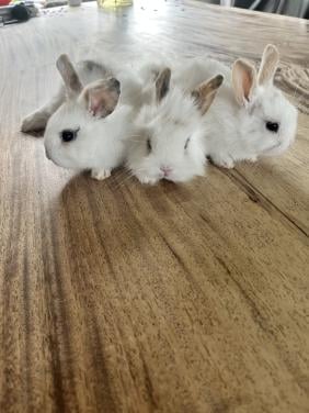 Baby konijn