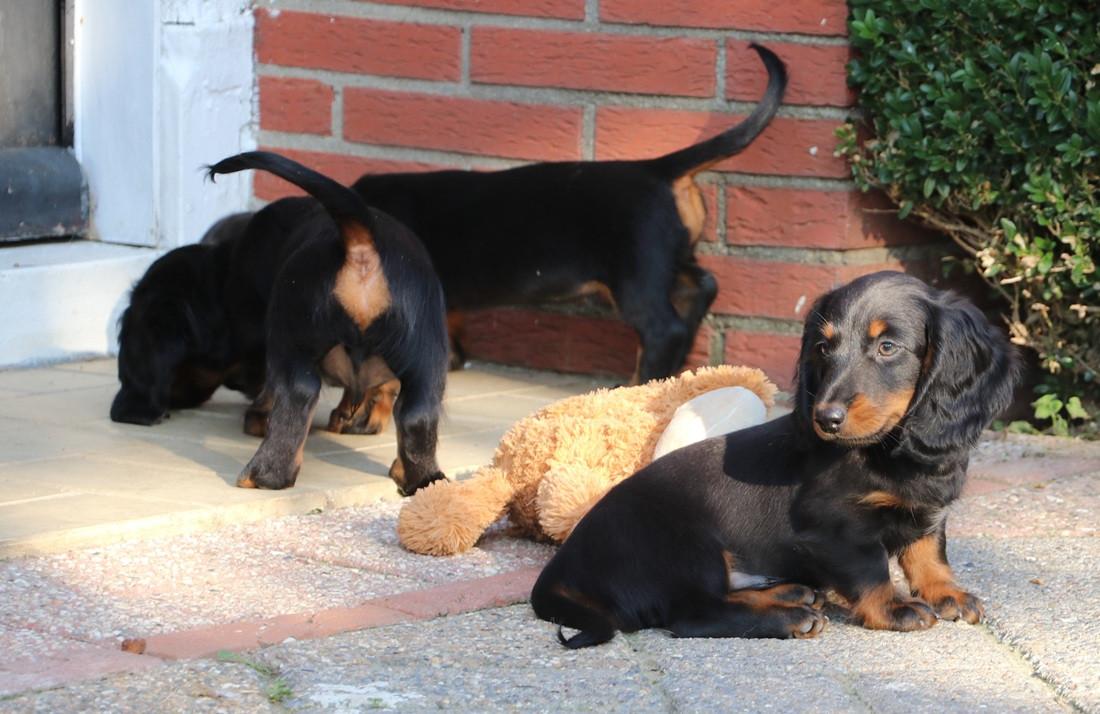 Dwerg Teckel pups