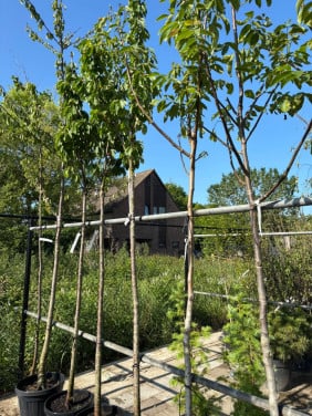 3 x Walnotenboom Juglans 12/14 cm