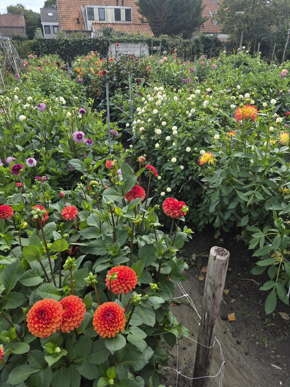 Dahlia's plukken in Heinkenszand.
