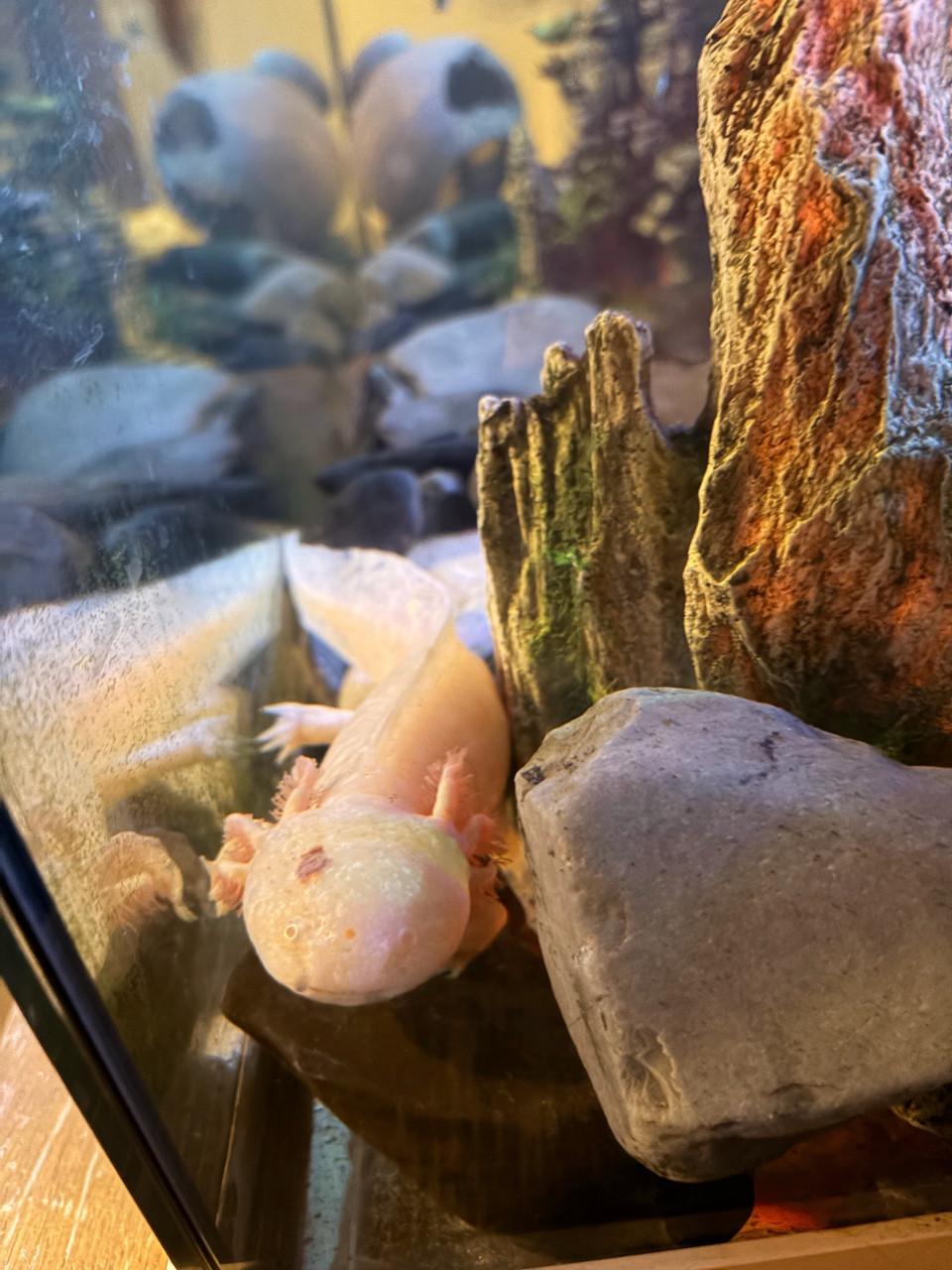 Mooi groot aquarium met vissen en axelotl