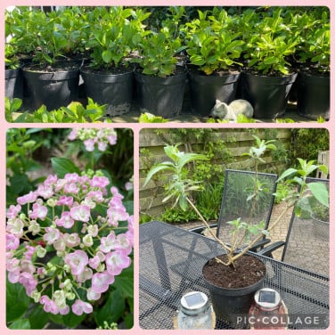 Roze Zeeuwse Boerenhortensia`s & vlinderstruiken eigen kweek