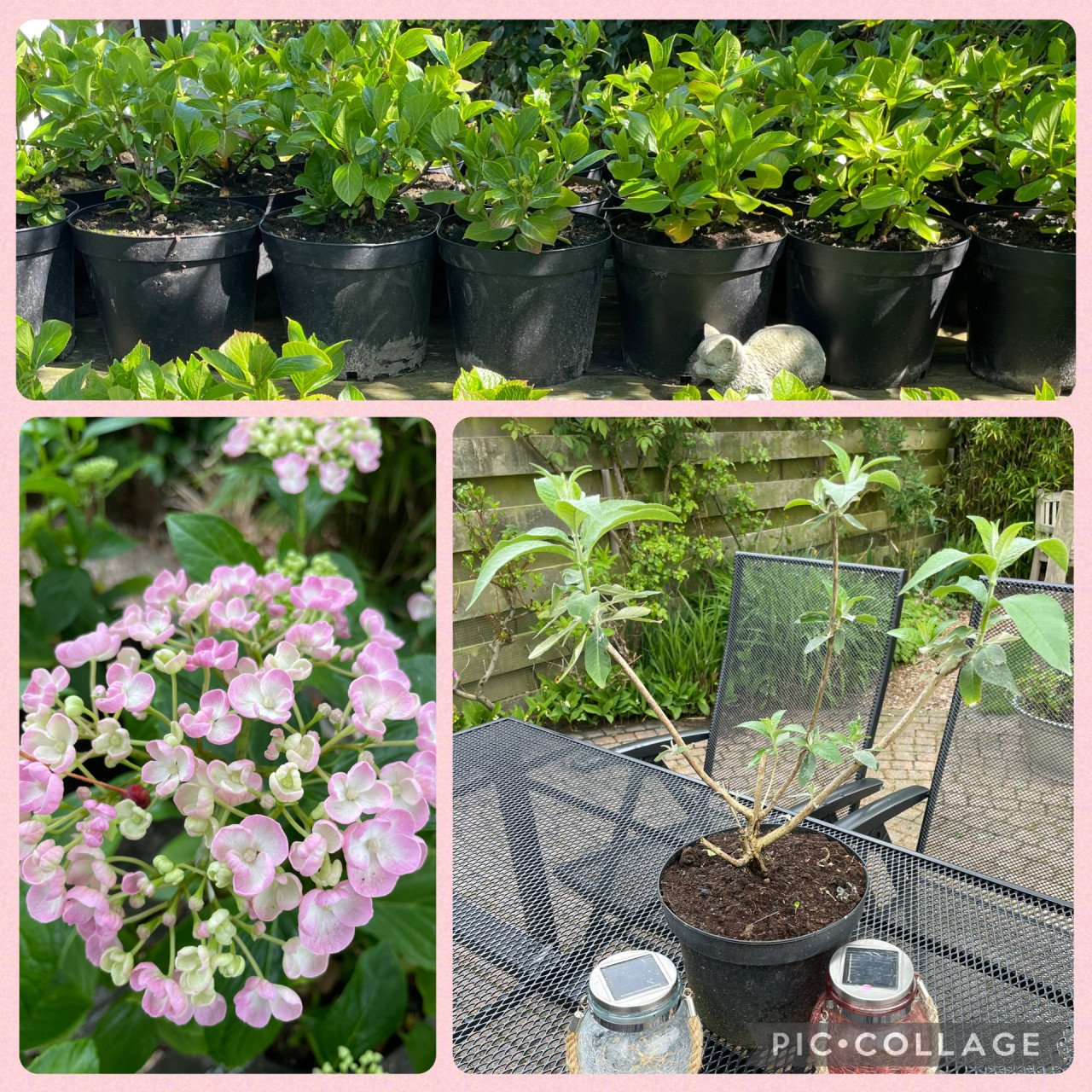 Roze Zeeuwse Boerenhortensia`s & vlinderstruiken eigen kweek