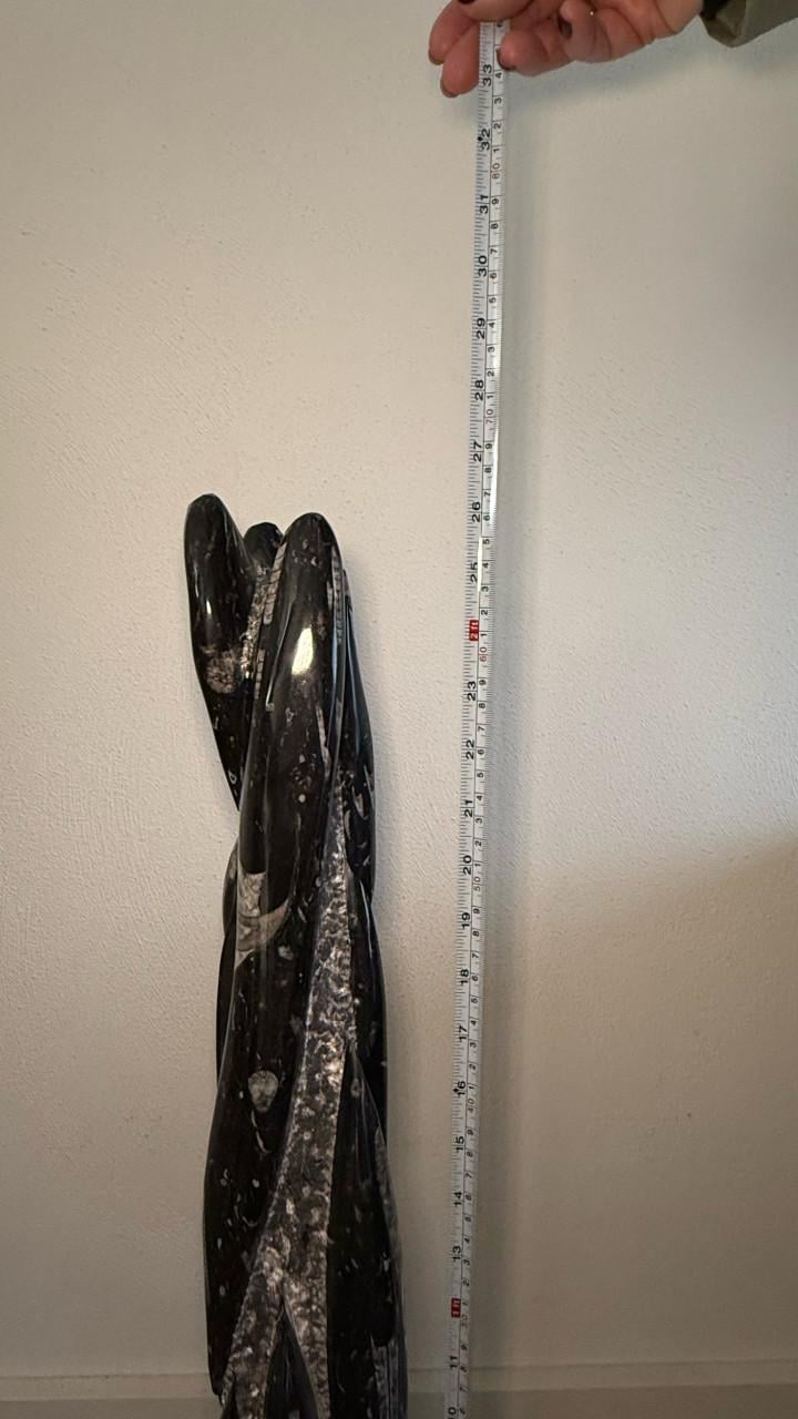 Orthoceras - fossiel van pijlstaartinvissen