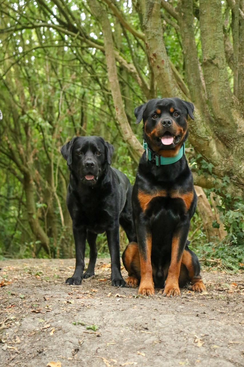 Dieren fotoshoot