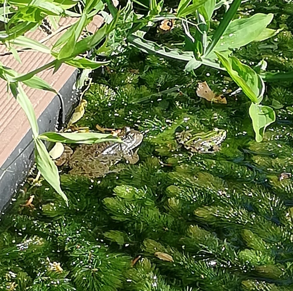 Zuurstofplanten