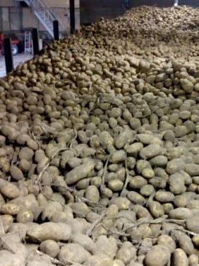 Mooie Agria Friet aardappel
