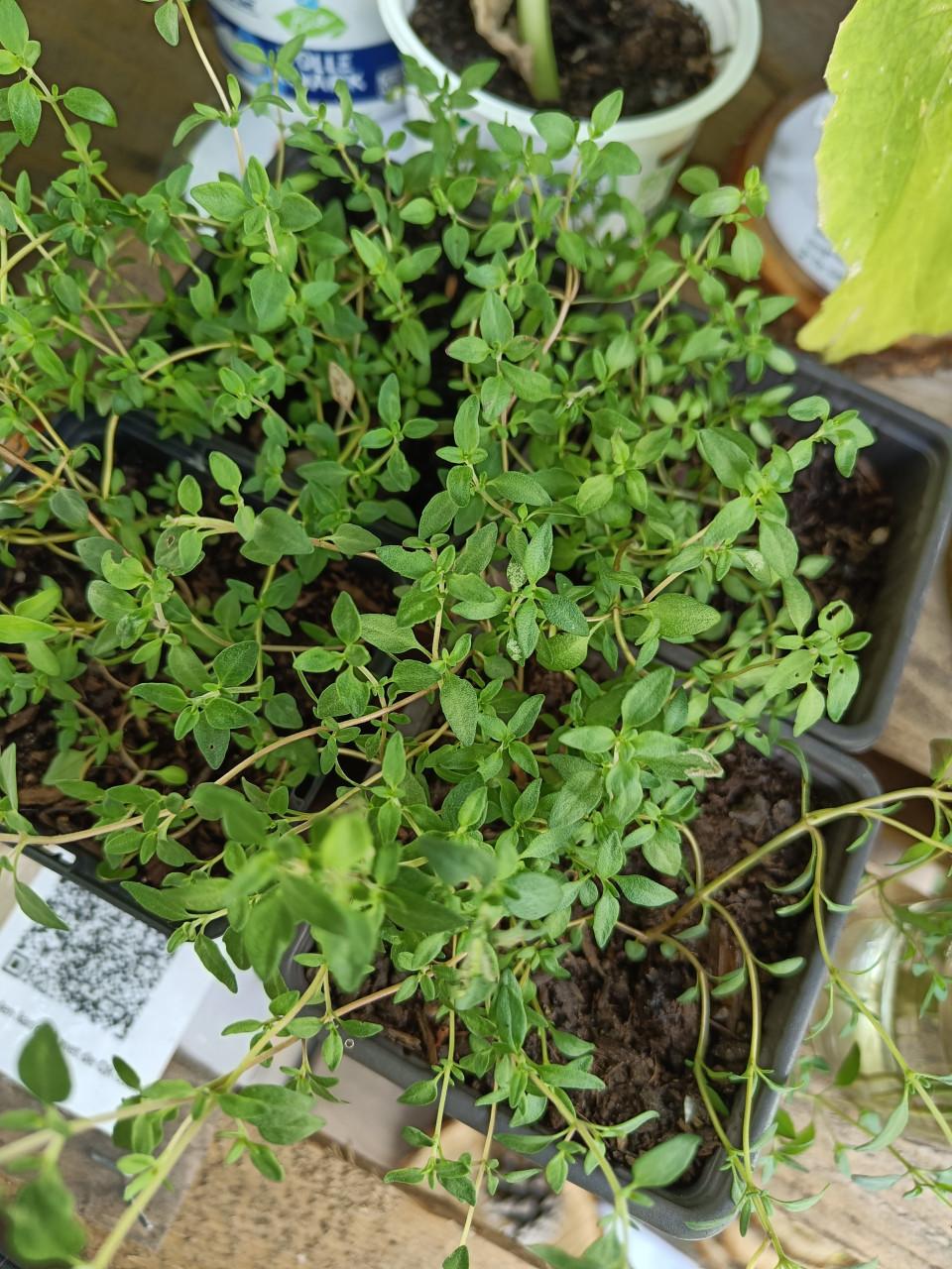 Diverse kruiden plantjes 🌱