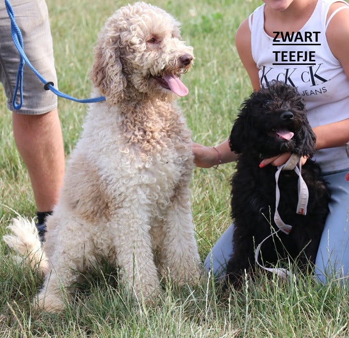 Doodle pups beschikbaar