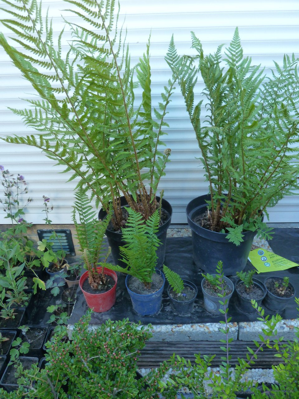 OPRUIMING VASTE PLANTEN