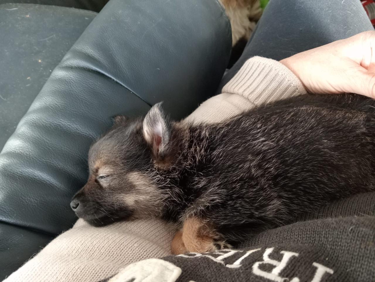 6 pups 5 man 1 vrouw