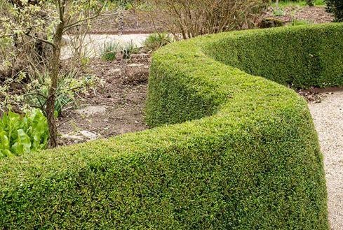Struikkamperfoelie voor haagje (o.a. ter vervanging van buxus)