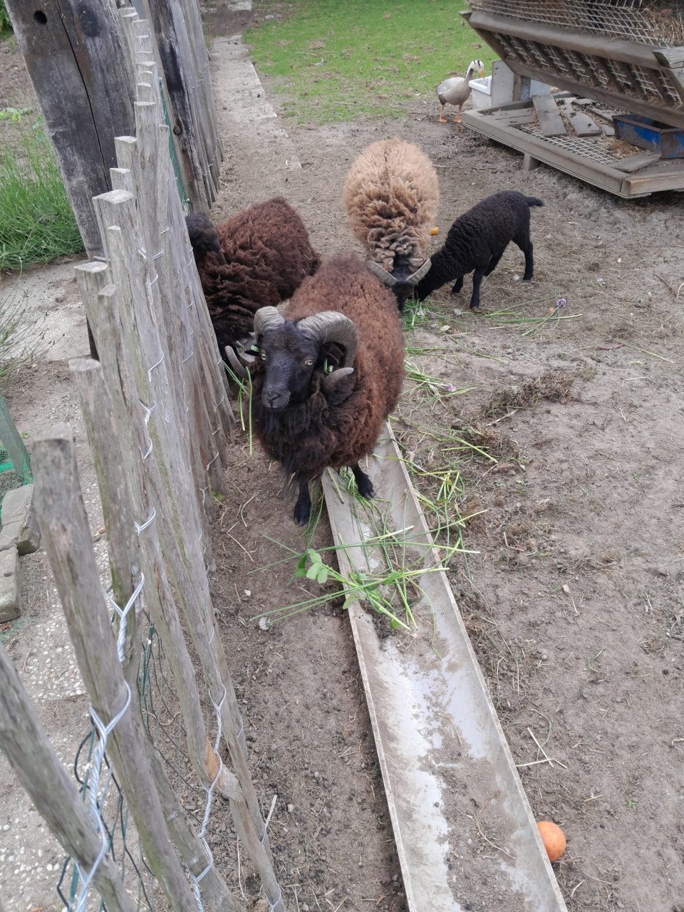 Schaap Ouessant