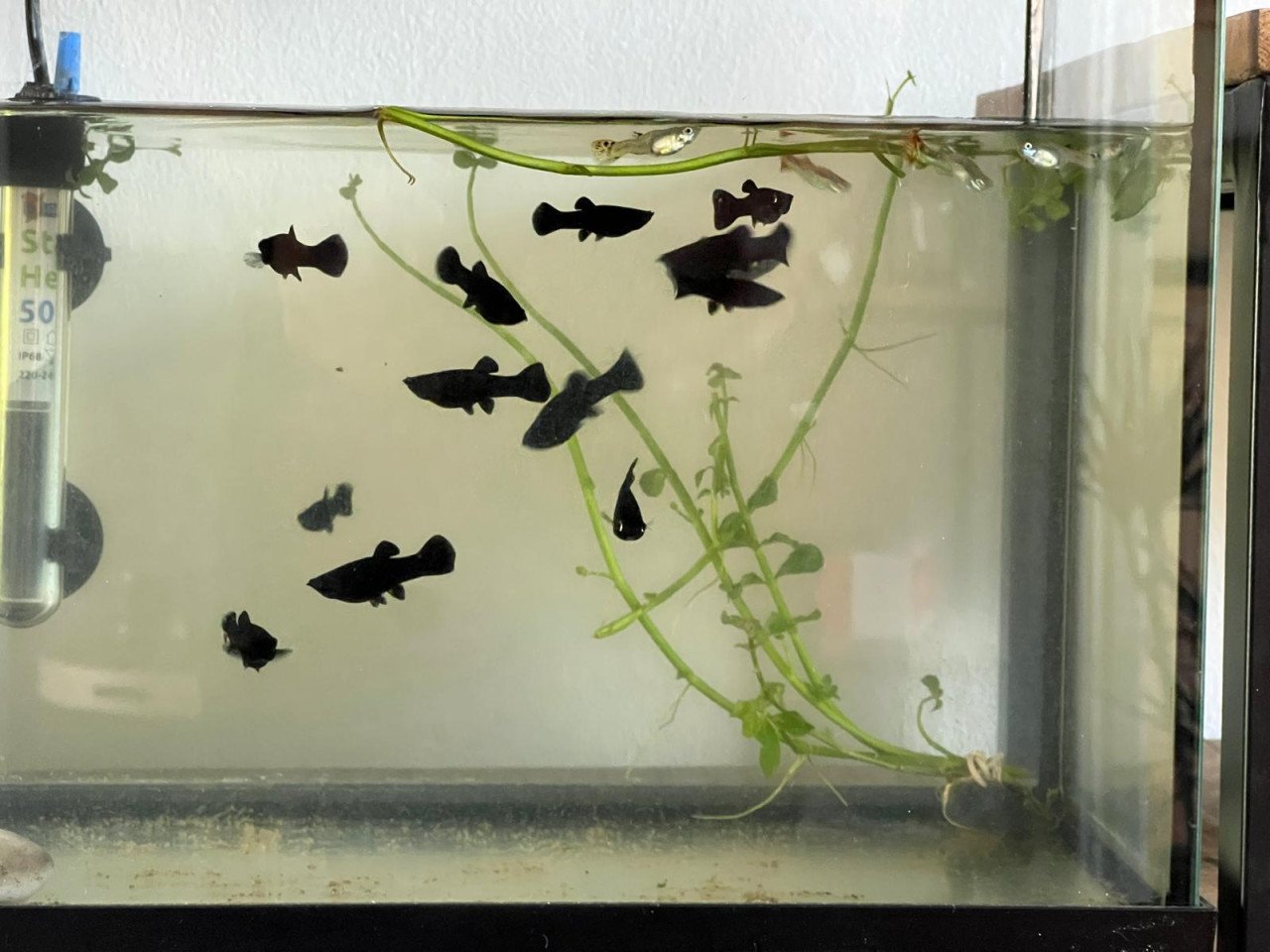 Aquariumvissen