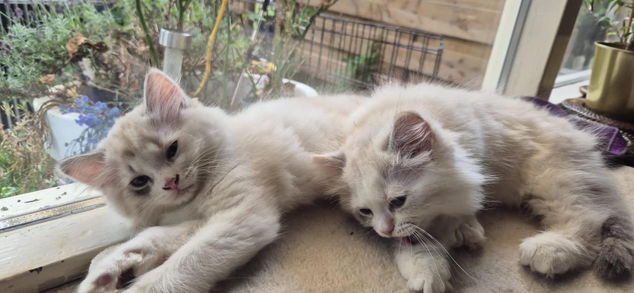 2 ragdoll kittens