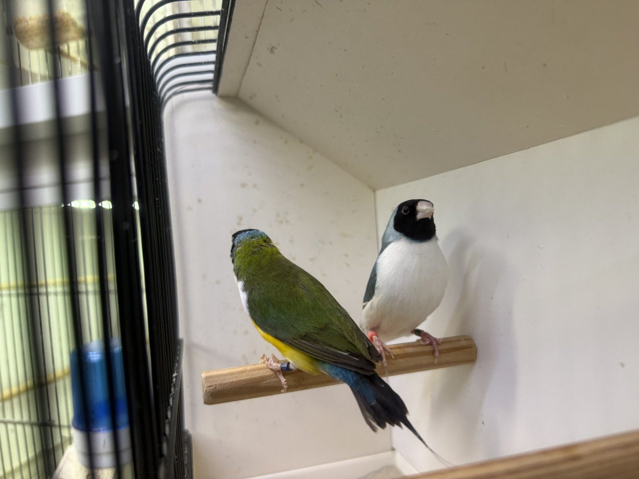 Gouldamadine koppel adv5 blauw witborst