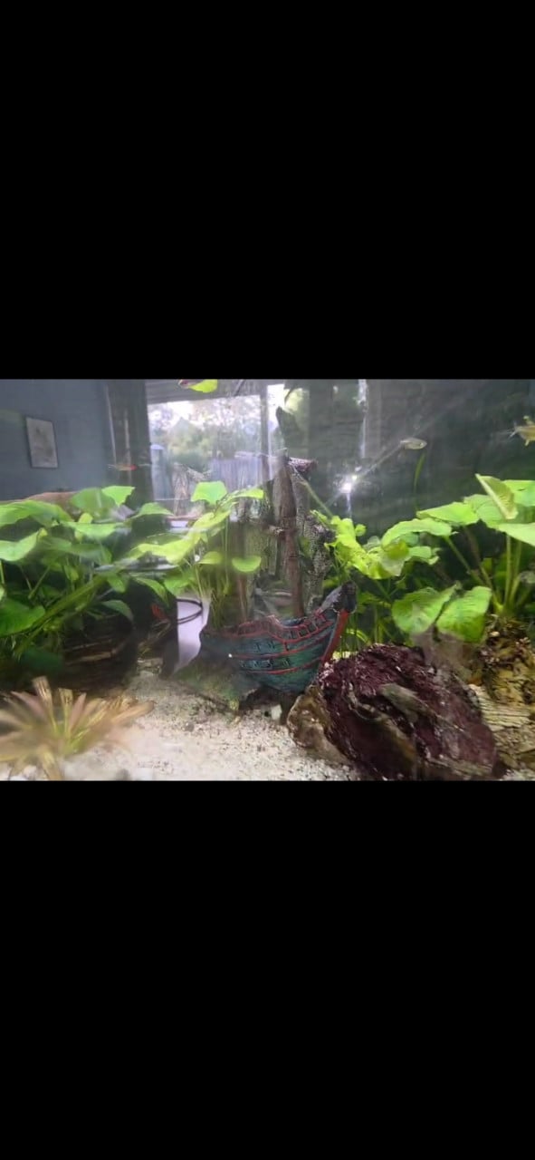 2 meter aquarium met vissen, inrichting en techniek