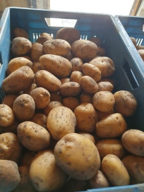 Aardappelraapdag