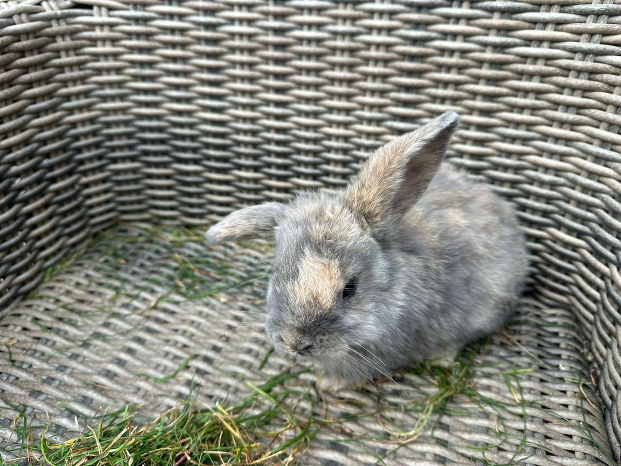 Te koop jonge konijnen