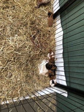 Knappe baby cavia’s