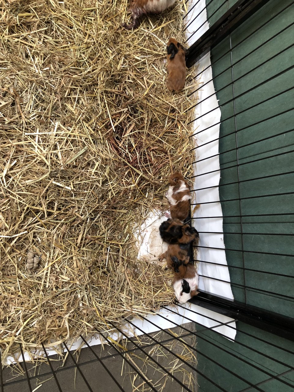 Knappe baby cavia’s