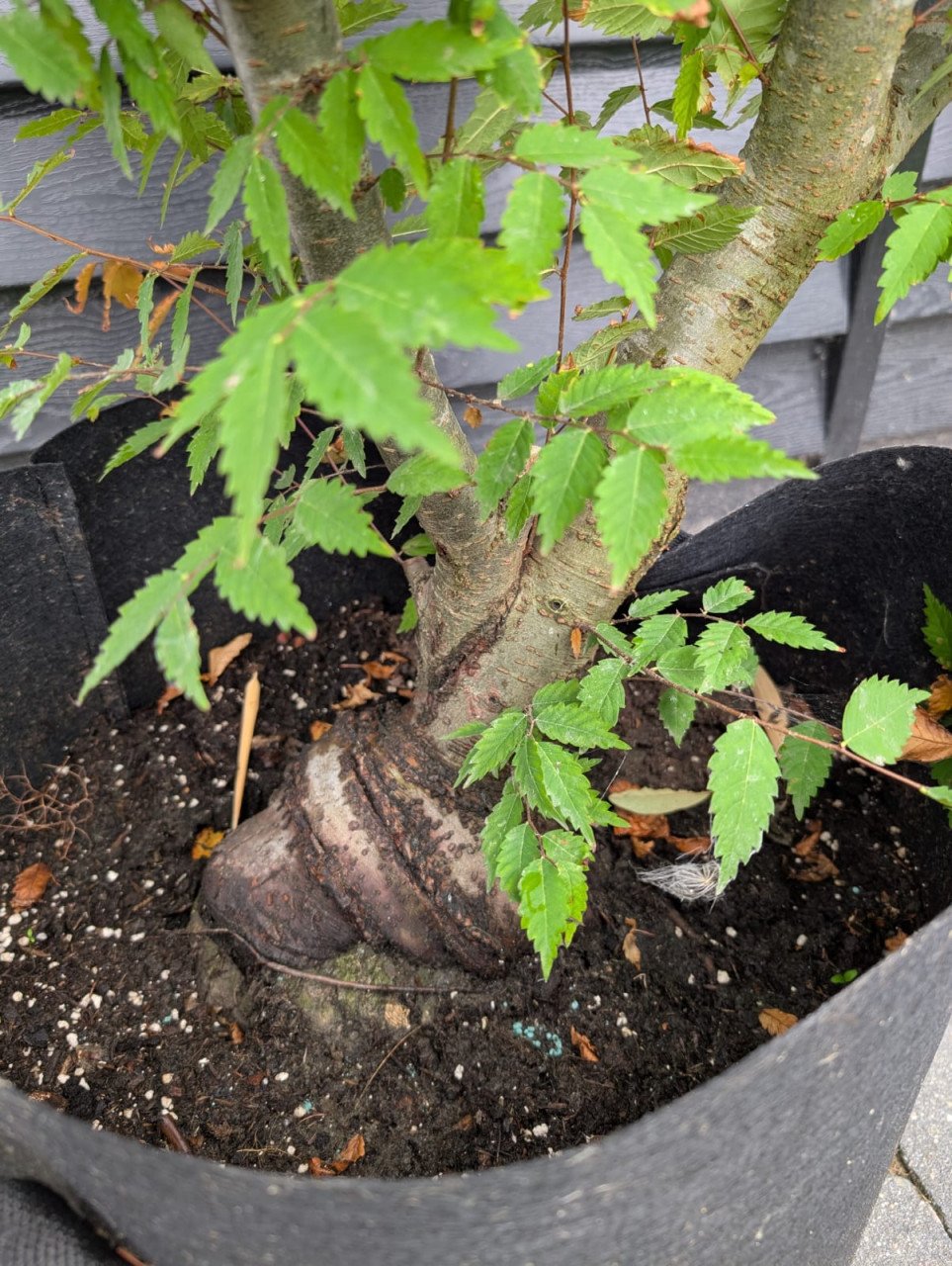 Japanse Larix (Larix kaempferi) pre bonsai