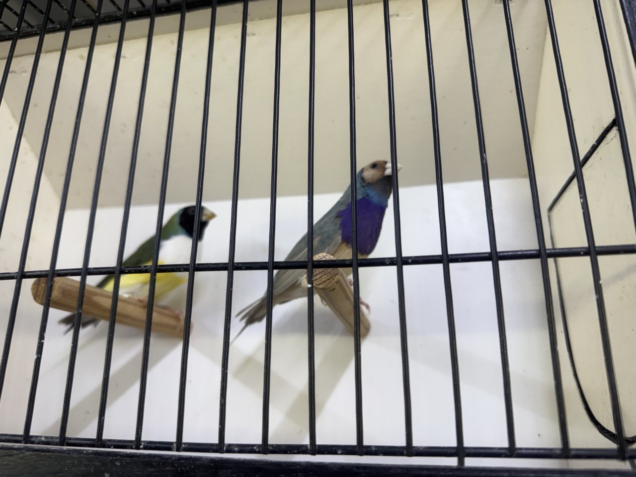 Gouldamadine koppel adv4 blauw
