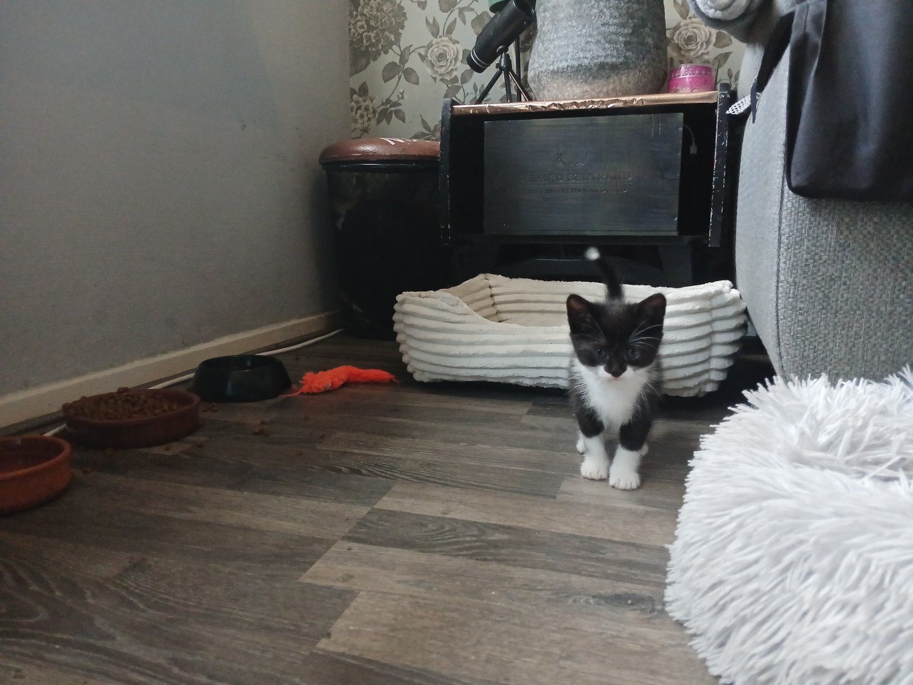 Gratis kittens