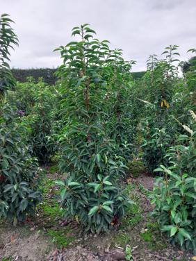 TE KOOP PORTUGESE LAURIER