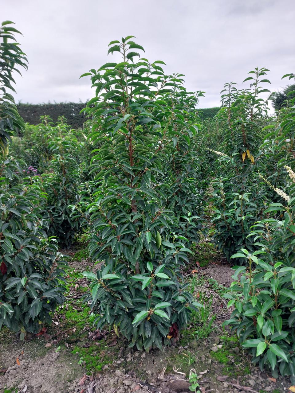 TE KOOP PORTUGESE LAURIER