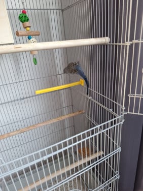Te koop grasparkiet.