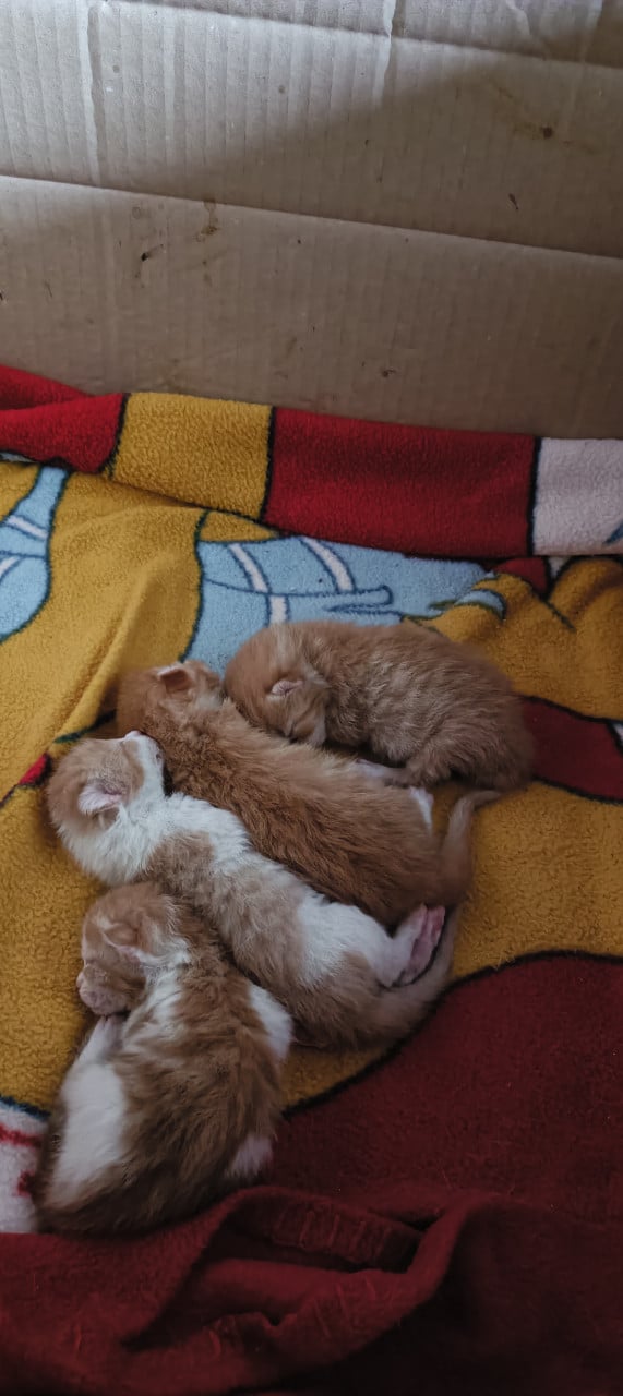 Kittens