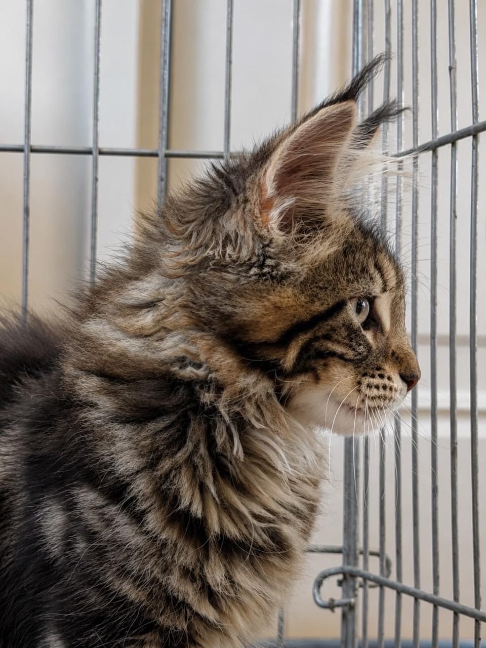 Maine Coon kittens