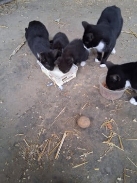 Kittens