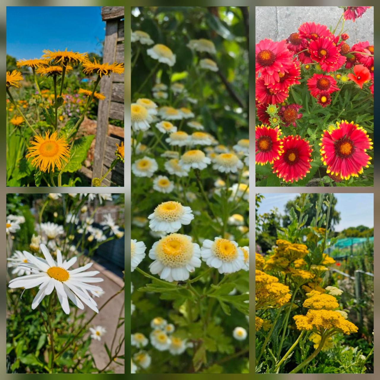 Onbespoten bloemenzaden eenjarig en meerjarig