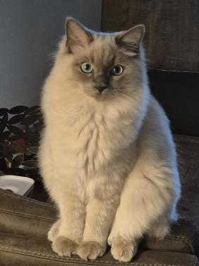 RAGDOLL KITTEN 9 MND