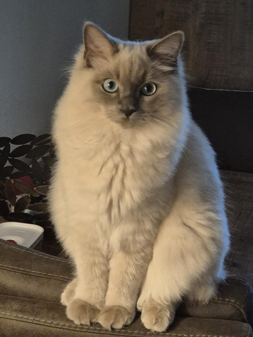 RAGDOLL KITTEN 9 MND