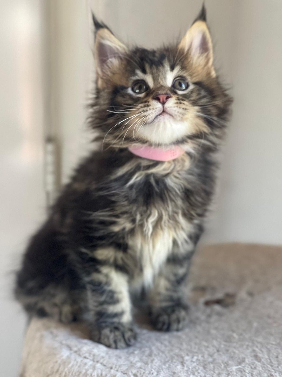 Maine Coon xxl kittens