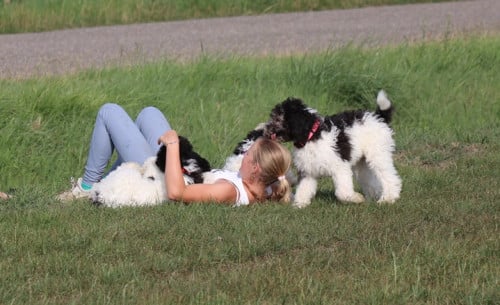 Doodle pups beschikbaar
