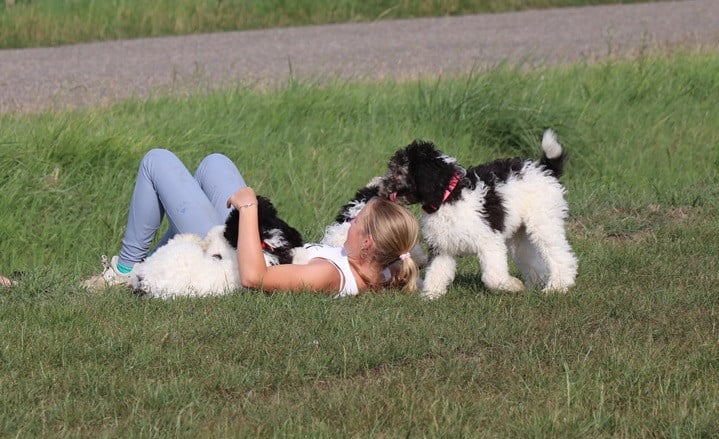 Doodle pups beschikbaar