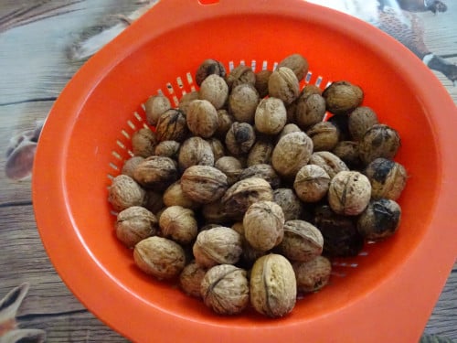 TE KOOP WALNOTEN RECHT VAN DE BOOM PER KG €6.00