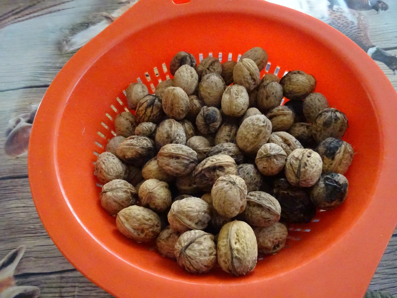 TE KOOP WALNOTEN RECHT VAN DE BOOM PER KG €6.00