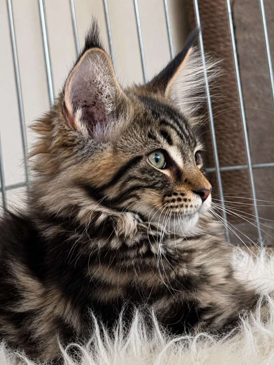 Maine Coon kittens