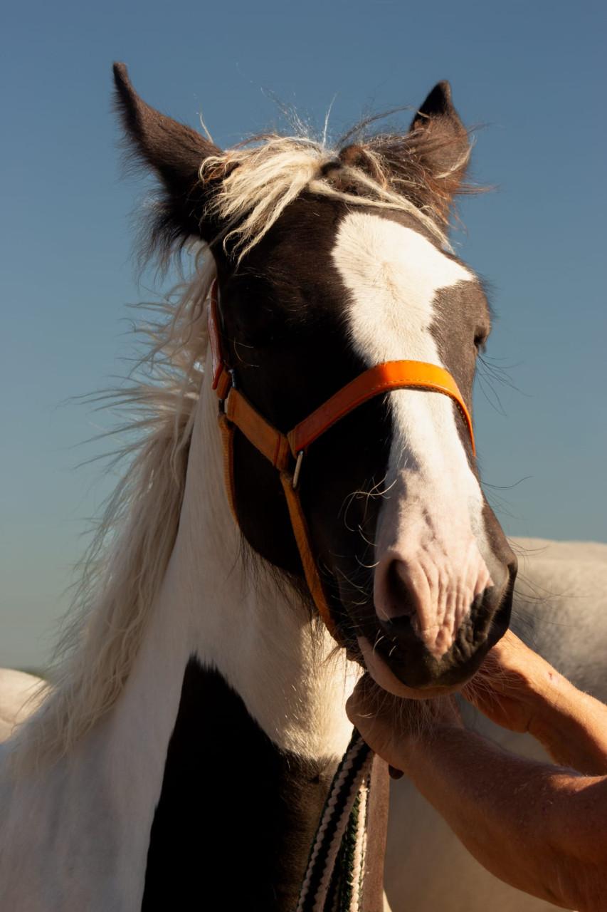 Groot mooi lief merrie veulen
