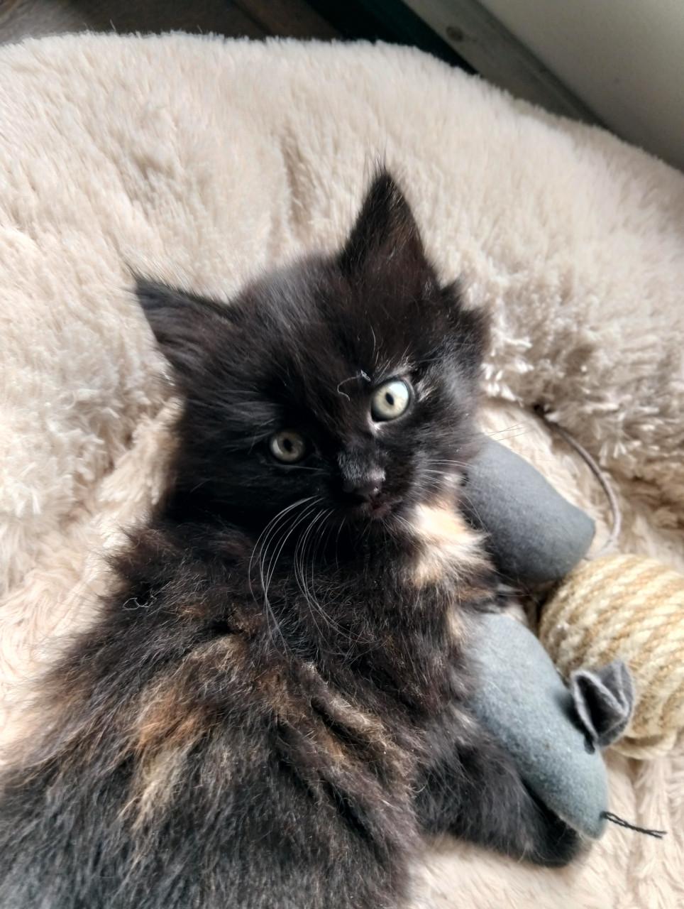 Kitten - vrouwtje
