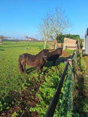 Te koop 2 Shetland merrie's