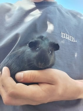 Vrouwtjes cavia