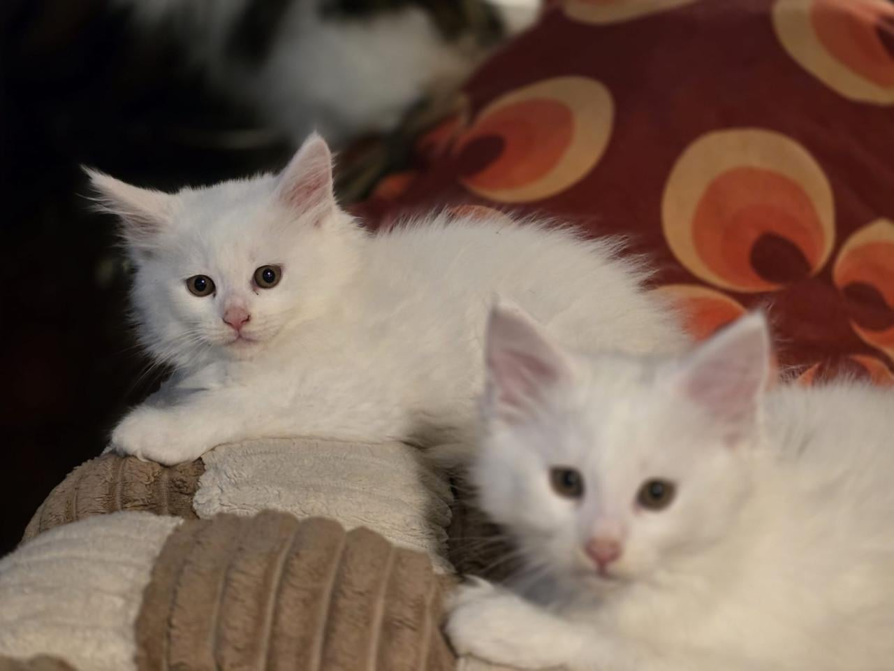 Maine Coon poesje,  spierwit!