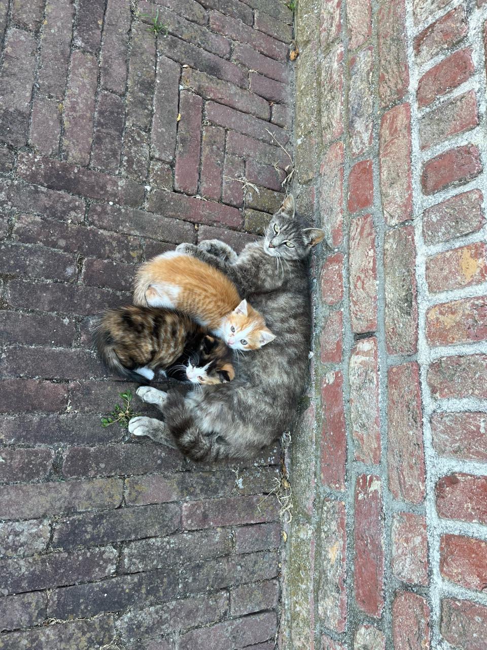 Kittens