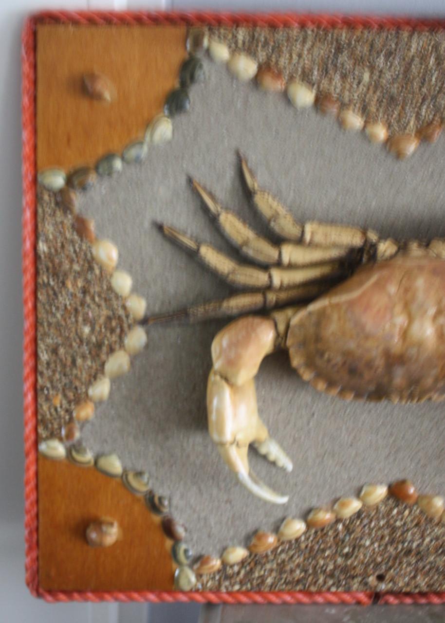 Mooie opgezette krab